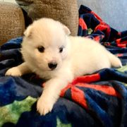 Victoria - White female American Eskimo Dog puppy in Westwego, Louisiana from Connie's American Eskimo Dogs and Mini Australian Shepherd Dogs