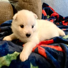 Victoria - White female American Eskimo Dog puppy in Westwego, Louisiana from Connie's American Eskimo Dogs and Mini Australian Shepherd Dogs