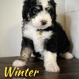 Bernedoodle and Goldendoodle Puppies from Oakie Doodles