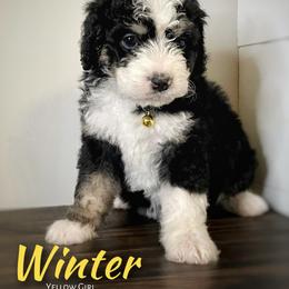 Bernedoodle and Goldendoodle Puppies from Oakie Doodles