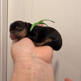 Kobe - Black and tan male Yorkshire Terrier puppy in Georgia from Nalley Kennels