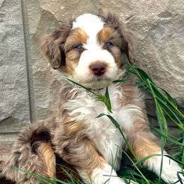 Alfalfa - Red merle Aussiedoodle puppy in Minersville, Utah from Utah Faith Doodles