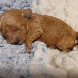 Maxwell - Apricot male Poodle puppy in Blanch, North Carolina from Faithful Hearts Kennel
