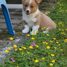 Pembroke Welsh Corgi Puppies from Redwood Corgis
