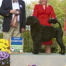 Portuguese Water Dogs from Sherry N Rady