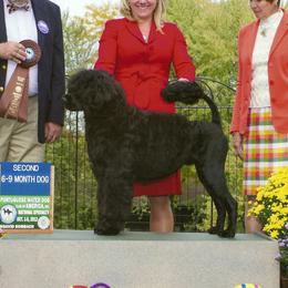 Portuguese Water Dogs from Sherry N Rady