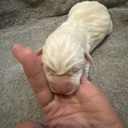 Boy 4 - Yellow male Labrador Retriever puppy in Isanti, Minnesota from Four Corners Family Labs