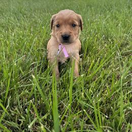 Girl 1 - female Golden Retriever puppy in Bristol, Tennessee from The Dogstead
