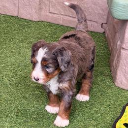 Sprout - Blue merle male Bernedoodle puppy in Royse City, Texas from Platinum Bernedoodles of Texas