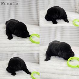 Lime Green Collar - Female - Black female Labrador Retriever puppy in Boyd, Minnesota from Lindley Labradors