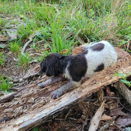 Boy 2 - Liver roan German Shorthaired Pointer puppy in Troy, North Carolina from Uwharrie GSP