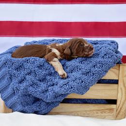Lincoln - Phantom male Goldendoodle puppy in Nashville, Tennessee from Hilton Doodles