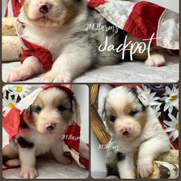 3 Jackpot, BMM - Blue merle male Australian Shepherd puppy in Huntington, Texas from JKKJ Farms, LLC