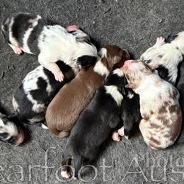 Australian Shepherd puppies from Bearfoot Aussies and Tollers