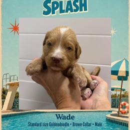 Wade - Dallas TX - 4,000 - Red  male Goldendoodle puppy in Garland, Texas from Twilight Doodles
