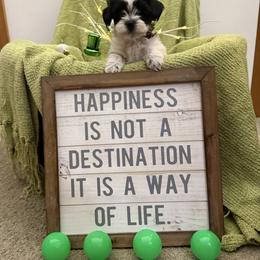 Boy 3 - Black and white male Havanese puppy in Ann Arbor, Michigan from La Brisa Havanese
