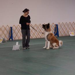 Akita All Grown Up from Komai Akitas