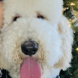 Goldendoodles from Crystal's Goldendoodles