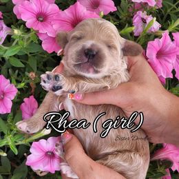 Goldendoodle Puppies from Sister Doodles