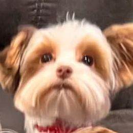 Bennett - Yorkshire Terrier