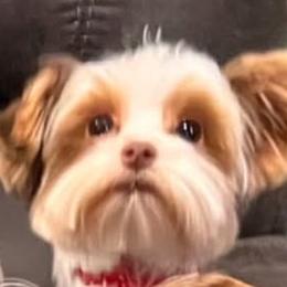 Bennett - Yorkshire Terrier