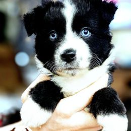 Bonnie - Black & white female Miniature Australian Shepherd puppy in Punta Gorda, Florida from Christie's Creekside Aussies