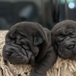 Chinese Shar-Pei from Cassandra's Chinese Shar-Pei