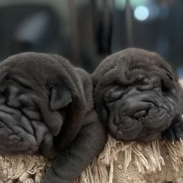 Chinese Shar-Pei from Cassandra's Chinese Shar-Pei