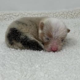 Vela (bluie merle) - Blue merle and white female American Corgi puppy in Waco, Texas from The Comma Corgis