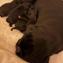 Pug Puppies from Double Dutch Pug Co.