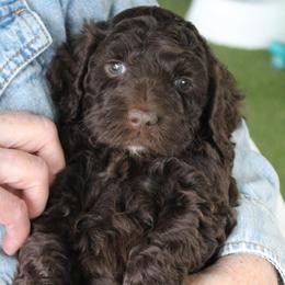 Yellow collar Cherokee - Chocolate female Australian Labradoodle puppy in Provo, Utah from EllsWORTH Labradoodles LLC