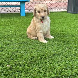TAG Heuer - Caramel female Australian Labradoodle puppy in Alamo, Texas from QuiSal Labradoodles