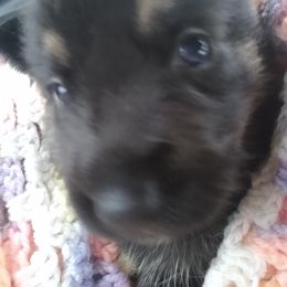 German Shepherd Puppies from Blue Moon German Shepherds