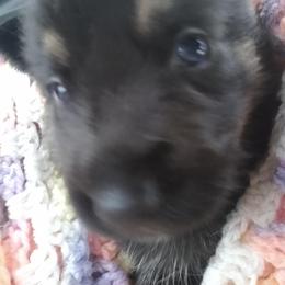 German Shepherd Puppies from Blue Moon German Shepherds