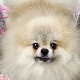 Lee - Pomeranian