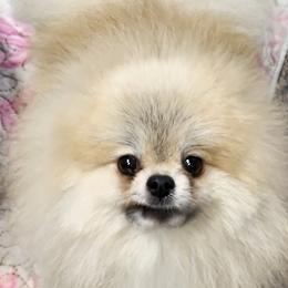 Lee - Pomeranian