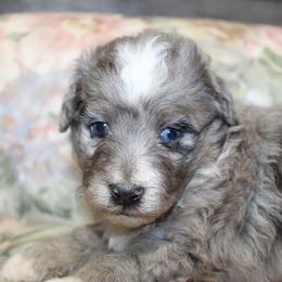 Clyde - Blue merle male Aussiedoodle puppy in Loretto, Tennessee from K Kountry Farm