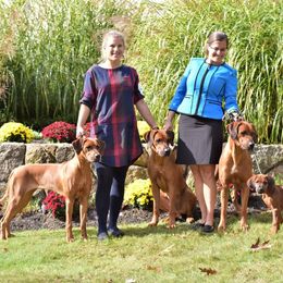 Rhodesian Ridgeback Puppies from Supernova Ridgebacks