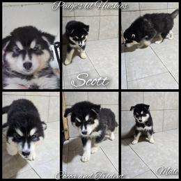 Scott - Black and white male Siberian Husky puppy in Bloomfield, Indiana from Paiges lil huskies