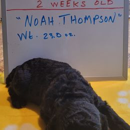 Poodle Puppies from P.I. STANDARD POODLES