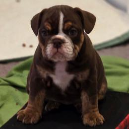 Indie - Chocolate tri-color female Bulldog puppy in Harrisburg, Pennsylvania from Central PA WiggleButts Bulldogs