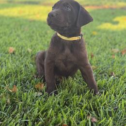 Sam - Chocolate male Labrador Retriever puppy in Tabor City, North Carolina from Strickland’s Southern Kennels