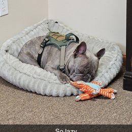 Bulldog and French Bulldog Puppies from Crystals Bulldog Bungalow