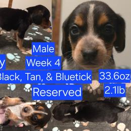 Petey Blue Male - Black tan and bluetick male Beagle puppy in Bemidji, Minnesota from Nse Farms Beagles