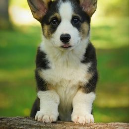 Pembroke Welsh Corgi Puppies from Royal Ridge Corgis