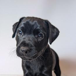 Hoosker Doo - male Patterdale Terrier puppy in Yucaipa, California from Moormont Kennels