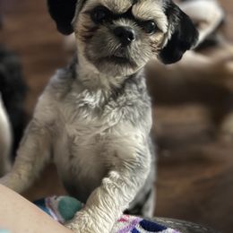 Chauncey - Shih Tzu