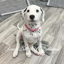 Dalmatian Puppies from Rainier DALS LUA Dalmatians of Washington