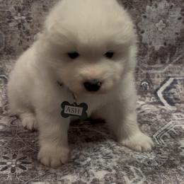 Ash - White male Samoyed puppy in Atkinson, Nebraska from Sandhills Samoyeds