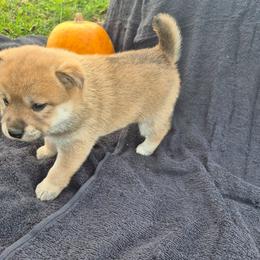 Leah - Black and tan female Shiba Inu puppy in Columbus Junction, Iowa from Liz's Shiba Inu